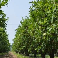 發(fā)往廣東泰都得大傾角皮帶機(jī)